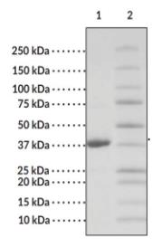 SDS-PAGE (IDO1-008H).jpg